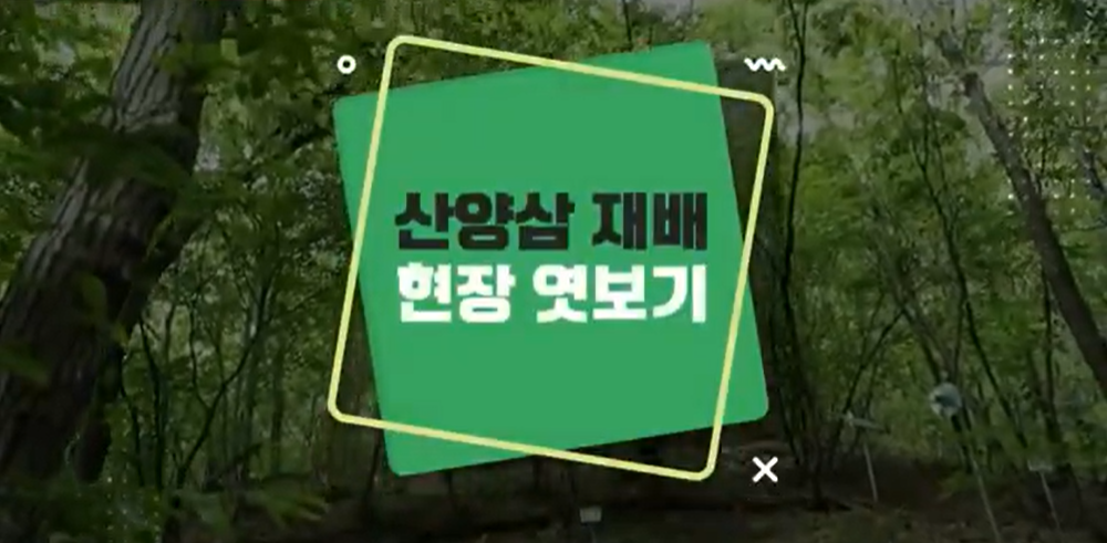 [Mobile 겸용] 재배기술 현장 엿보기 시리즈(산양삼편)