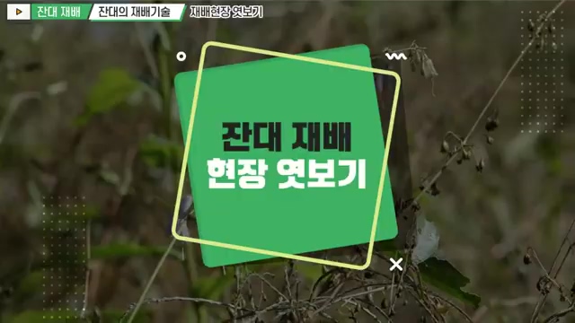 [Mobile 겸용] 재배기술 현장 엿보기 시리즈(잔대편)