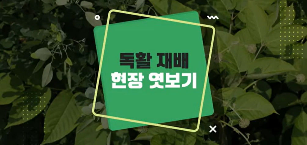 [Mobile 겸용] 재배기술 현장 엿보기 시리즈(독활편)