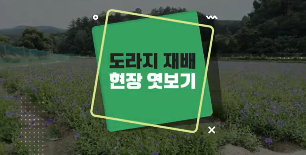 [Mobile 겸용] 재배기술 현장 엿보기 시리즈(도라지편)