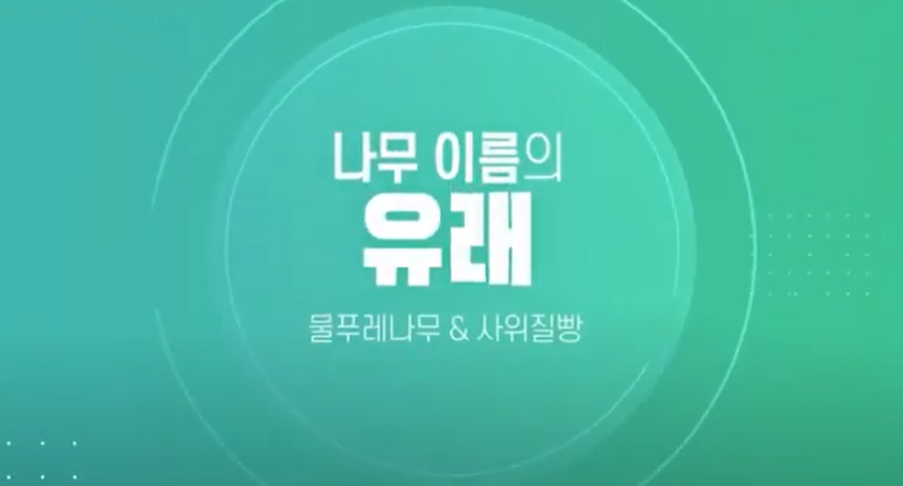 [Mobile 겸용] 재미있는 나무 이름의 유래